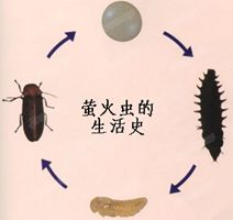 人类饲养家禽.家畜和种植农作物.利用的是生物多样性中的 A.直接价值B.潜在价值C.间接价值D.经济价值 青夏教育精英家教网 