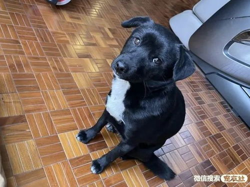 桐乡寻狗启事 叫豆豆黑色中华田园犬母狗体型中等,宠友社发布