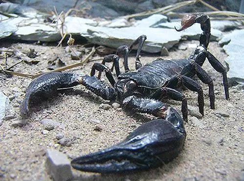 动物世界之最 最大的老虎 最大的蝎子 最大的虾