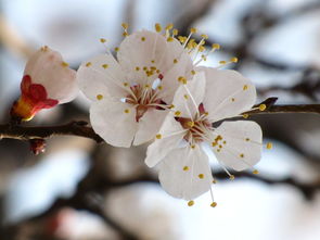 亂花迷人眼的春天,教你一眼識別梅花,櫻花,桃花,杏花