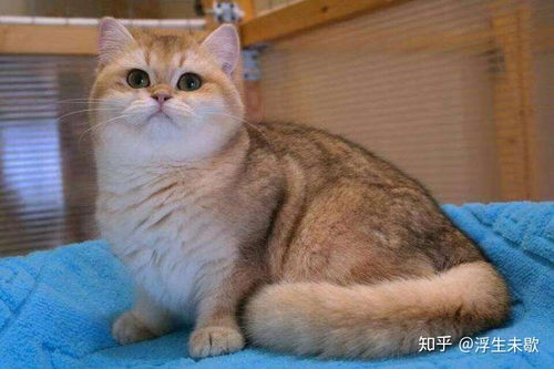 金渐层猫是什么品种,金渐层猫是什么品种多少钱