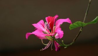 关于紫荆花的唯美诗句6