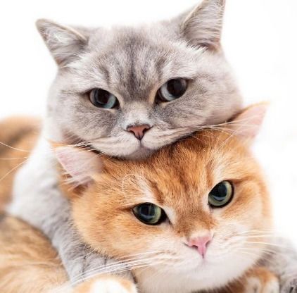 预防猫毛球症的小方法 猫化毛球片和猫草的区别你知道吗