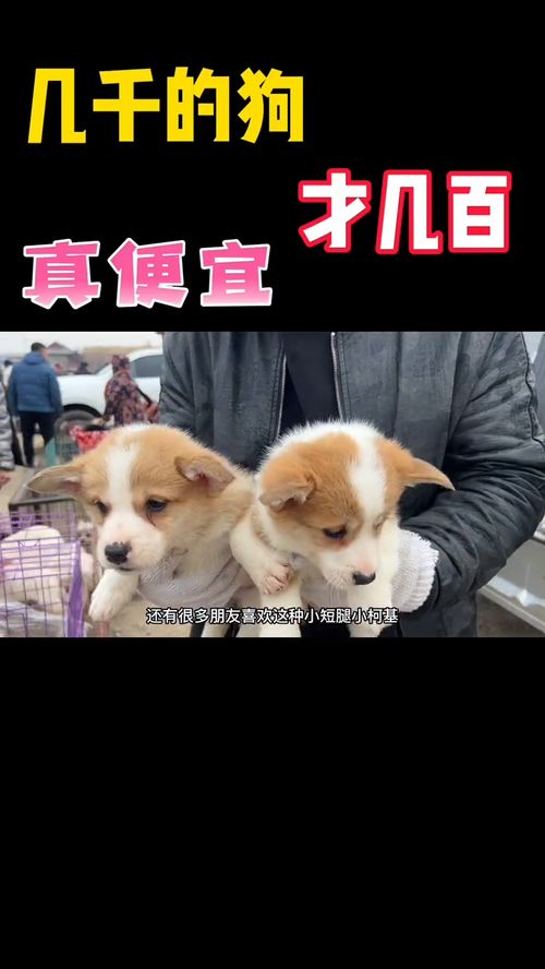 全国最大宠物市场,几千的狗才卖几百,便宜到不敢想象,都是名犬 