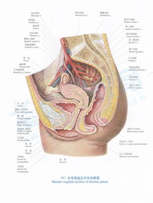 女性解剖图片大全图片 搜狗图片搜索