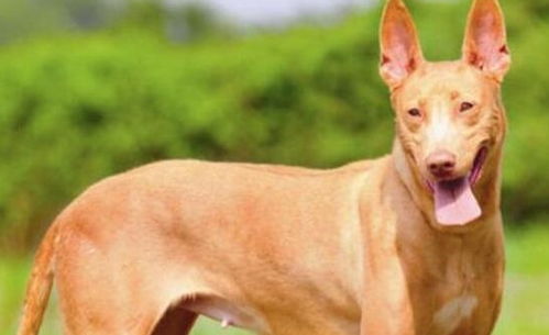 解读 法老王猎犬 ,拥有高贵的血统的它,却是出名的捕猎高手