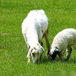 羊的常见病的综合防治 照着做了,网友 产量翻倍了