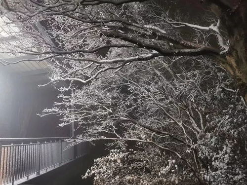 《他朝同淋雪,也算共白头》