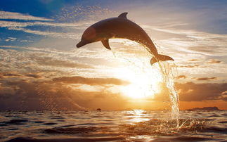 海豚寓意,海豚的象征意义是什么?