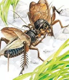 第二趟旅程开启 夏日蟋蟀狂想曲 探秘可以入药的虫虫 