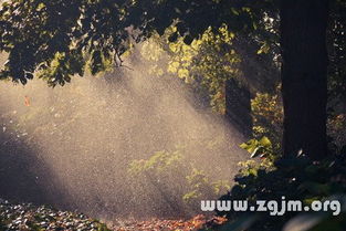 梦见太阳在雨中照耀