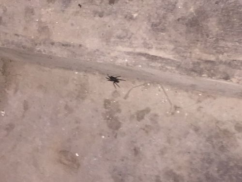 家里出现大黑蜘蛛,什么情况 有毒么 