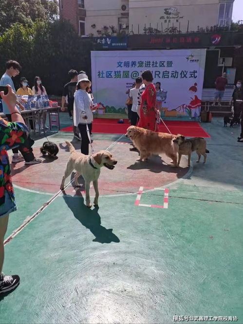 什么原因导致城市社区养狗进入家庭，进入拥挤不堪的楼房