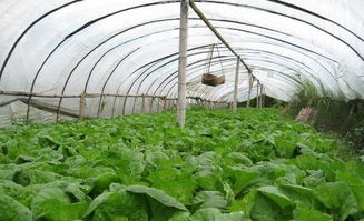 大棚蔬菜有哪些适合大棚种植的蔬菜,大棚种植什么效益最好还耐储藏？