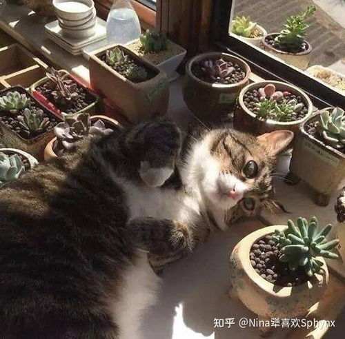 养猫家庭可以养的植物 