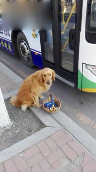 今天出来得早,狗狗一直待这里等公交,是不是很聪明