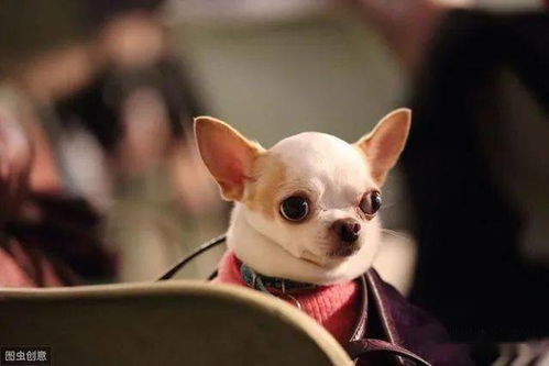 可爱 体型最小的9种狗狗,第一种可装进口袋