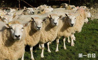 羊群常见的疾病及其预防措施