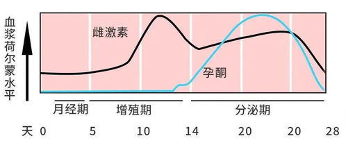 通过月经初步判断子宫情况