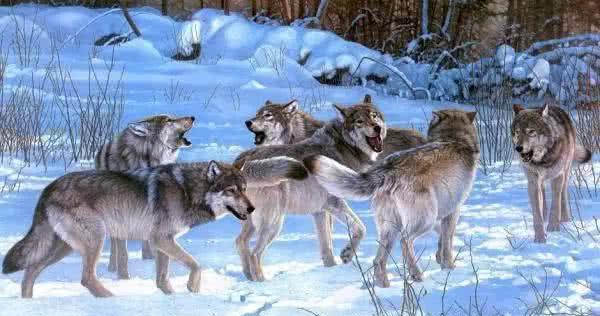 如果在狼群面前将领头狼一棒子打倒,狼群们会认为是新的领头狼吗 大吃一惊