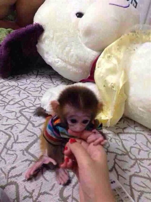哪里有卖拇指猴多少钱一只？