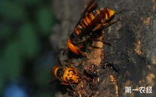 怎么养胡蜂 胡蜂的养殖技术