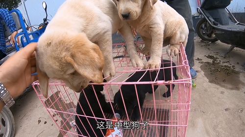 陕西咸阳最大的狗市,各种品种的狗狗,萨摩耶现在都这么便宜了啊 
