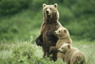 阿拉斯加棕熊的种群现状 