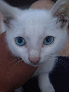 大神,这只蓝眼猫是什么品种 
