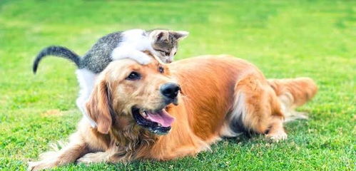 狗狗和猫咪能和睦相处吗 研究发现 猫狗能否共处,取决于猫咪