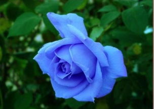 蓝色的花有哪些及花语,蓝色的花有哪些及花语