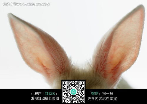 兔子的耳朵特写图片免费下载 红动网 