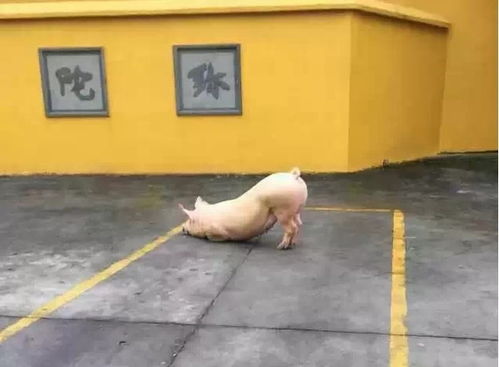 震惊 春节里竟有一头猪闯进寺庙跪拜磕头