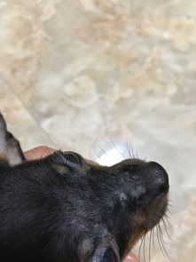 两个多月大的小鹿犬鼻子上这些白点是什么 
