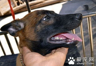 比利时马林诺斯犬的形态特征肌肉发达 爱宠网 