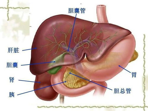 胆囊癌需要及时就医,如果是恶性肿瘤,无禁忌需要尽早手术