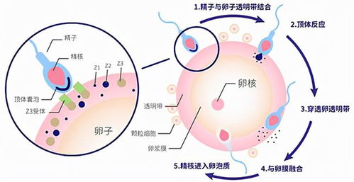 处女也能怀孕 完璧怀珠 并非不可能,精子有可能会自己游进去