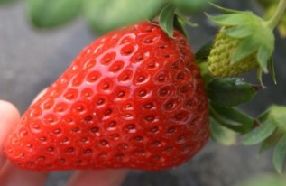 草莓几月份成熟,草莓真正的上市季节是几月份？