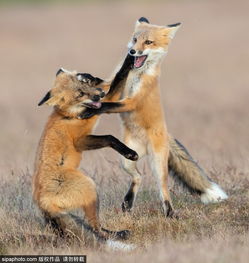 两狐狸幼崽追逐打闹 学习生存技能