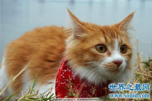 中华田园猫有何种特性为什么它们如此广受欢迎 