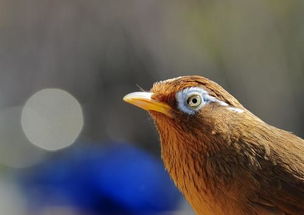 画眉鸟最好的眼水是什么眼水 