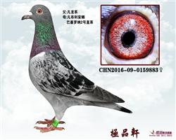 上海极品轩鸽舍 中信网铭鸽展厅 www.ag188.com 
