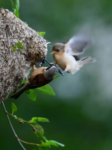 鸟妈妈给小鸟喂食,大自然的母爱