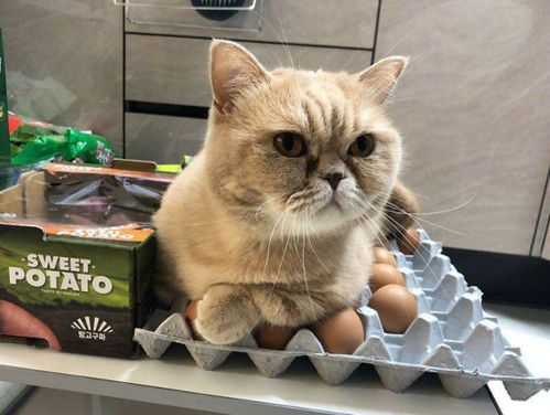鸡蛋全身对猫来说都是宝,蛋清 蛋黄和蛋壳,就看你如何来使用