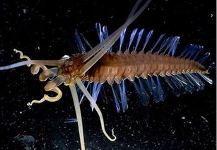 科学家在西里伯斯海发现大量奇特生物 