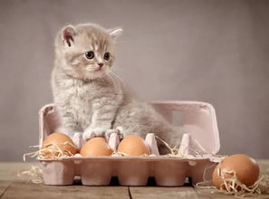 猫到底能不能吃鸡蛋 包括蛋清