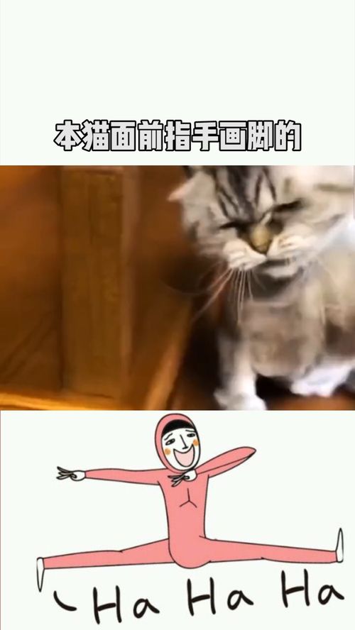 别在本猫面前指手画脚的 