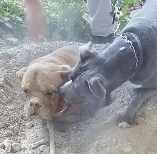 一只被活埋的可怜小狗,好心人刨开砂石救出狗狗,真让人气愤