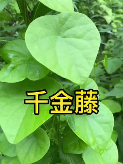 千金藤 千金藤这样子 我们这很多 有需要的朋友可以免费送 