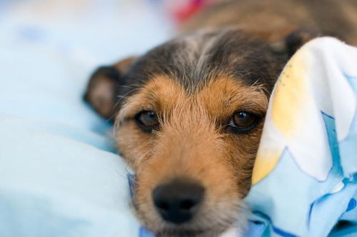 狗狗睡在枕边的10个原因 你家狗狗是因为爱你,还是在保护你